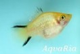 XIPHOPHORUS MACULATUS COMETA